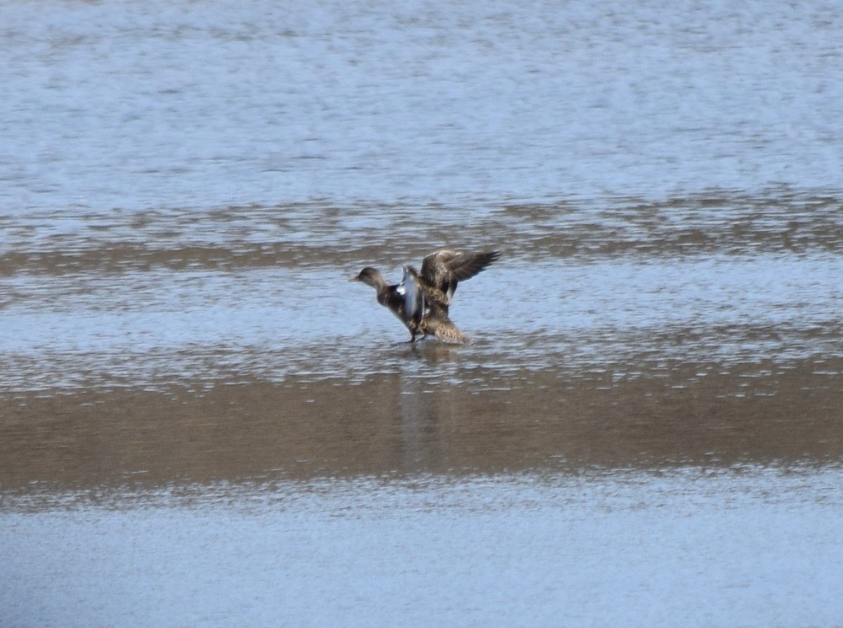 Серая утка - ML645234955