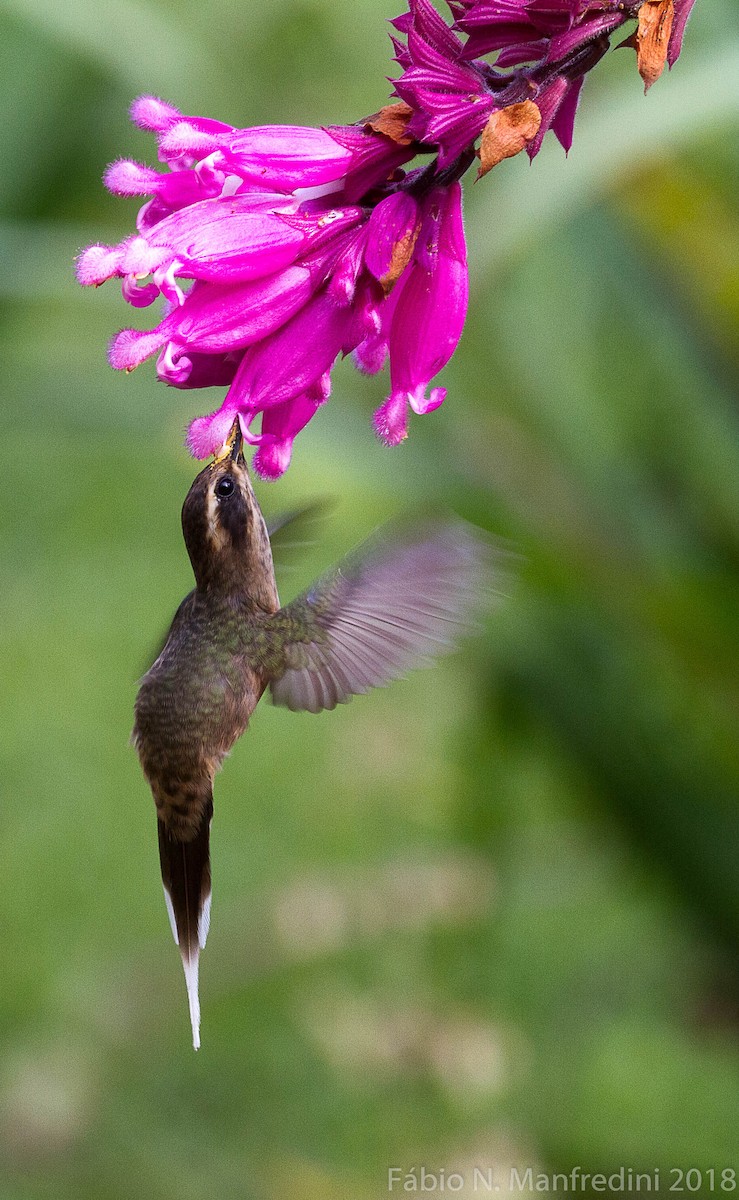 Dusky-throated Hermit - ML645234957