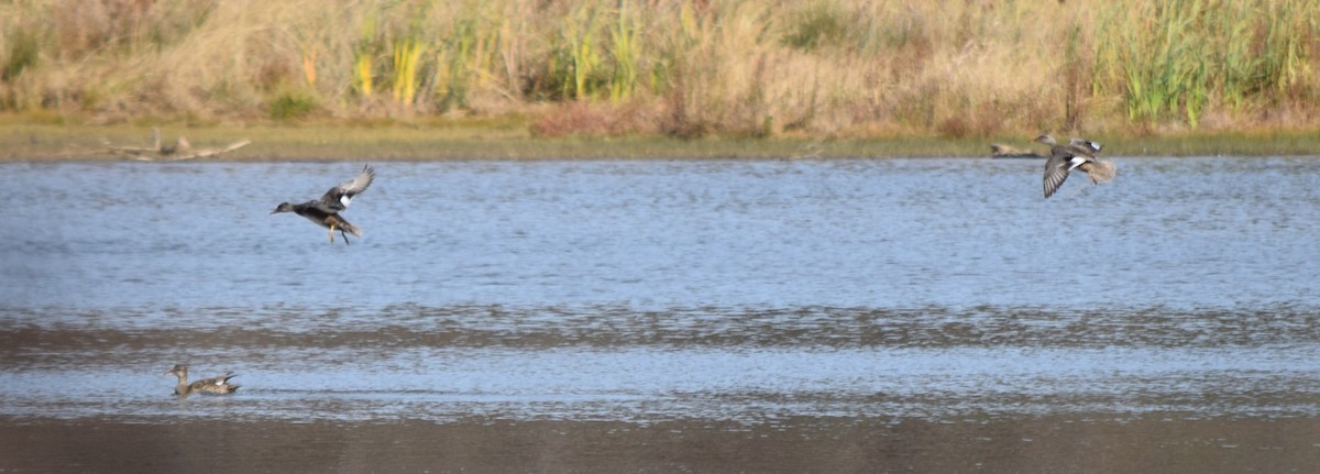 Серая утка - ML645234960