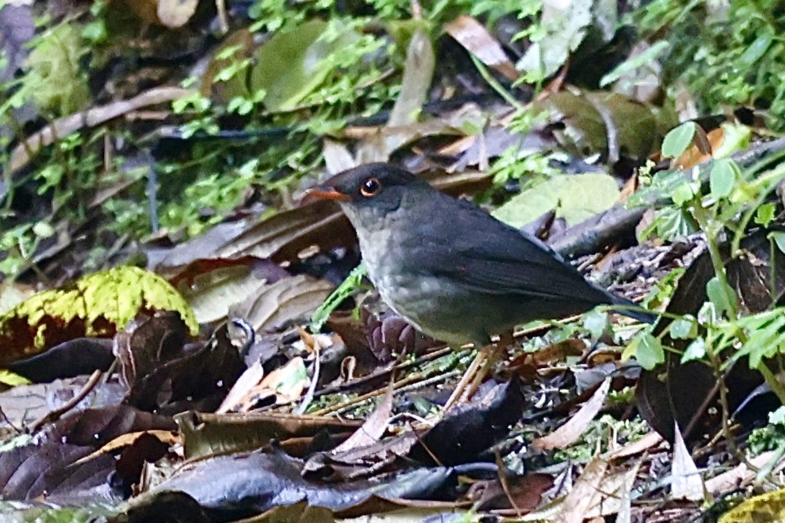 Slaty-backed Nightingale-Thrush - ML645234962