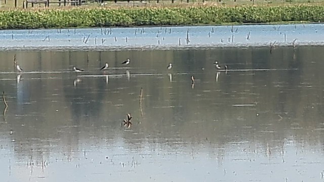 Pied Stilt - ML645234968