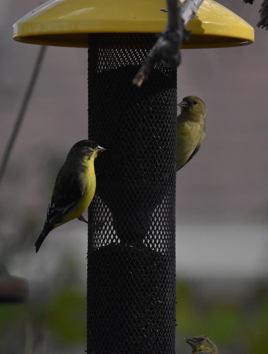 småstillits - ML645234969