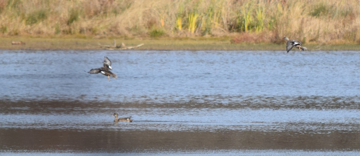 Серая утка - ML645234970
