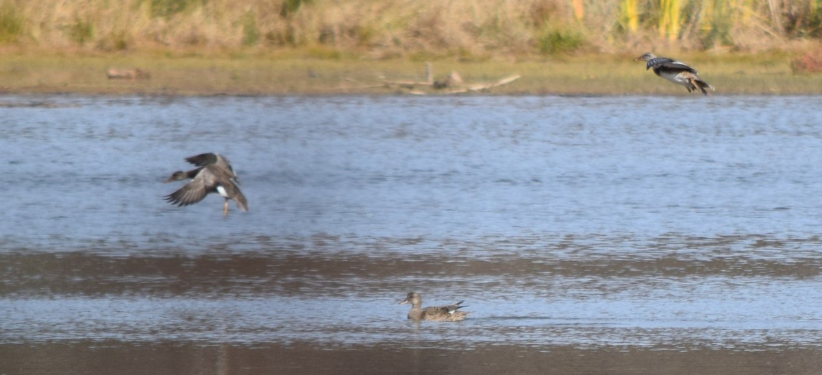 Серая утка - ML645234971