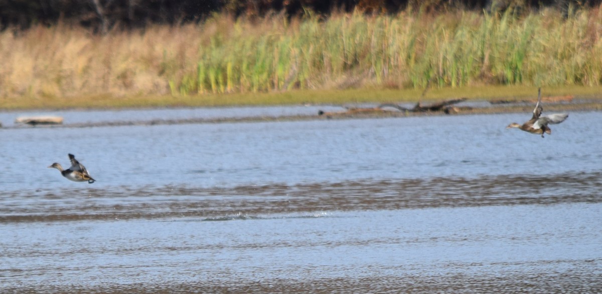 Серая утка - ML645234979