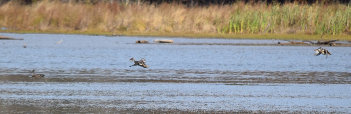 Серая утка - ML645234980