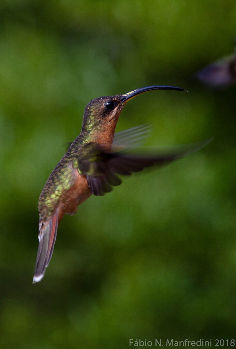 Rufous-breasted Hermit - ML645234982
