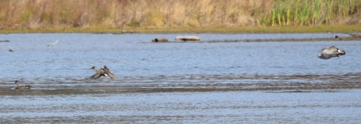 Серая утка - ML645234983