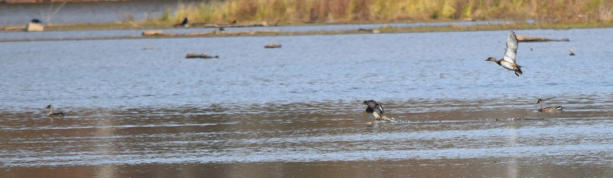 Серая утка - ML645234984