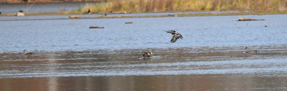 Серая утка - ML645234990