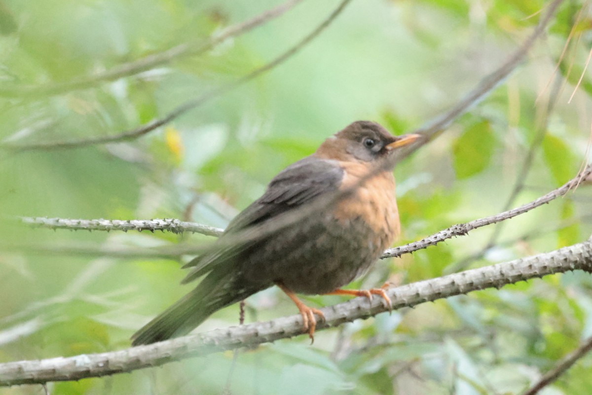 Rotnackendrossel - ML645234991