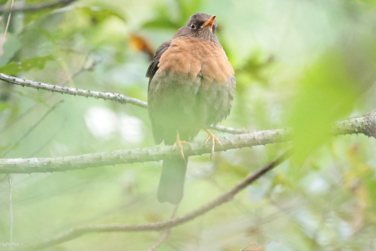 Rotnackendrossel - ML645234992