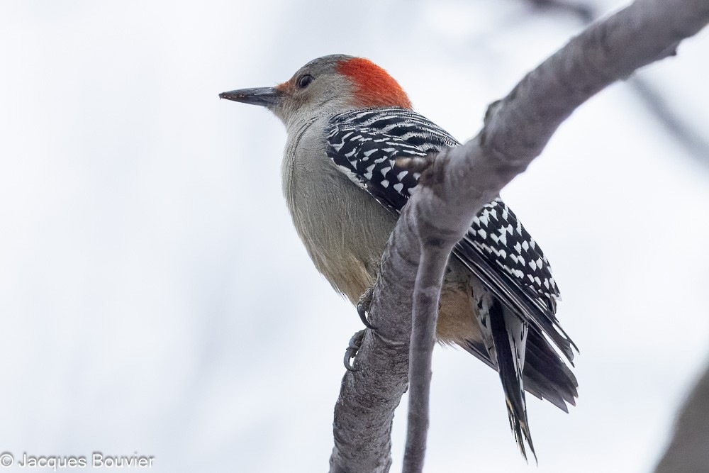 Red-bellied Woodpecker - ML645234995