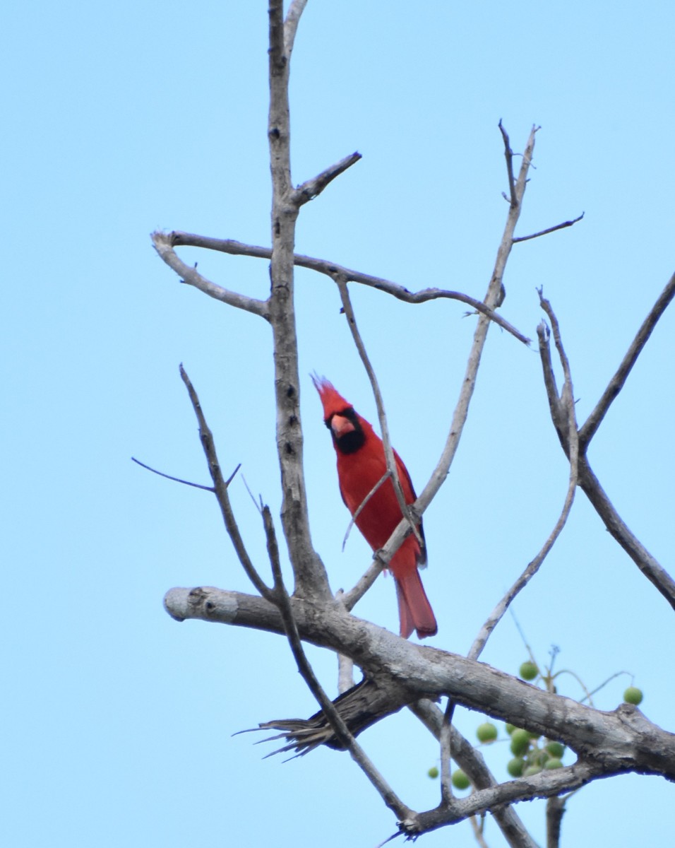 Northern Cardinal - ML645235041