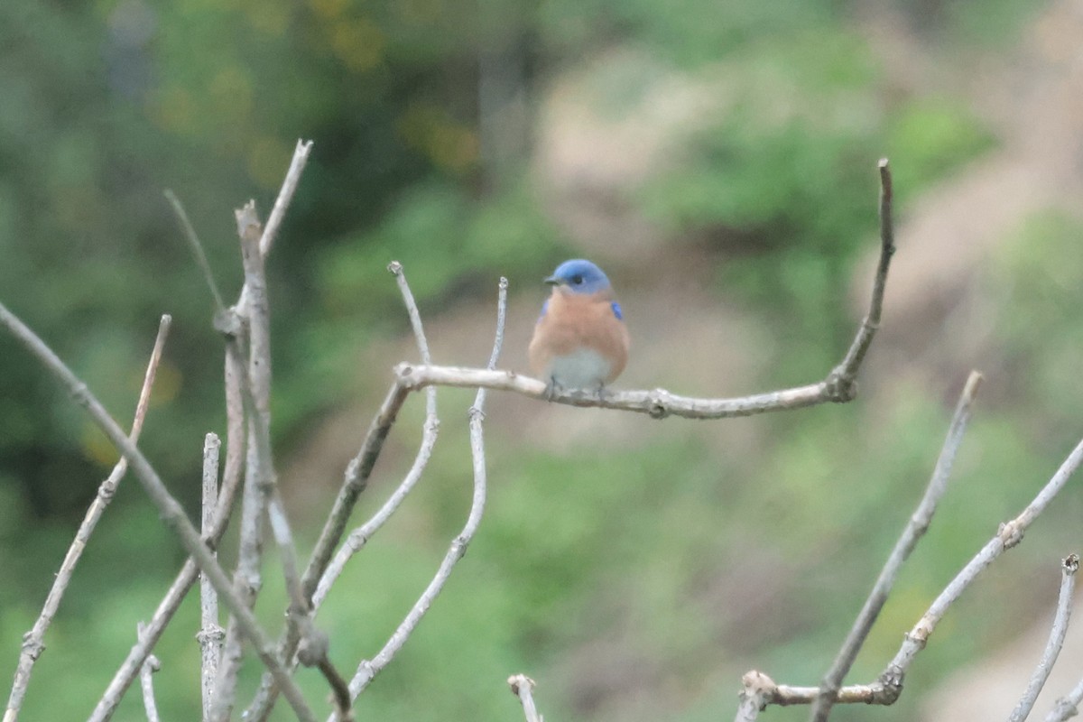Блакитник східний - ML645235058