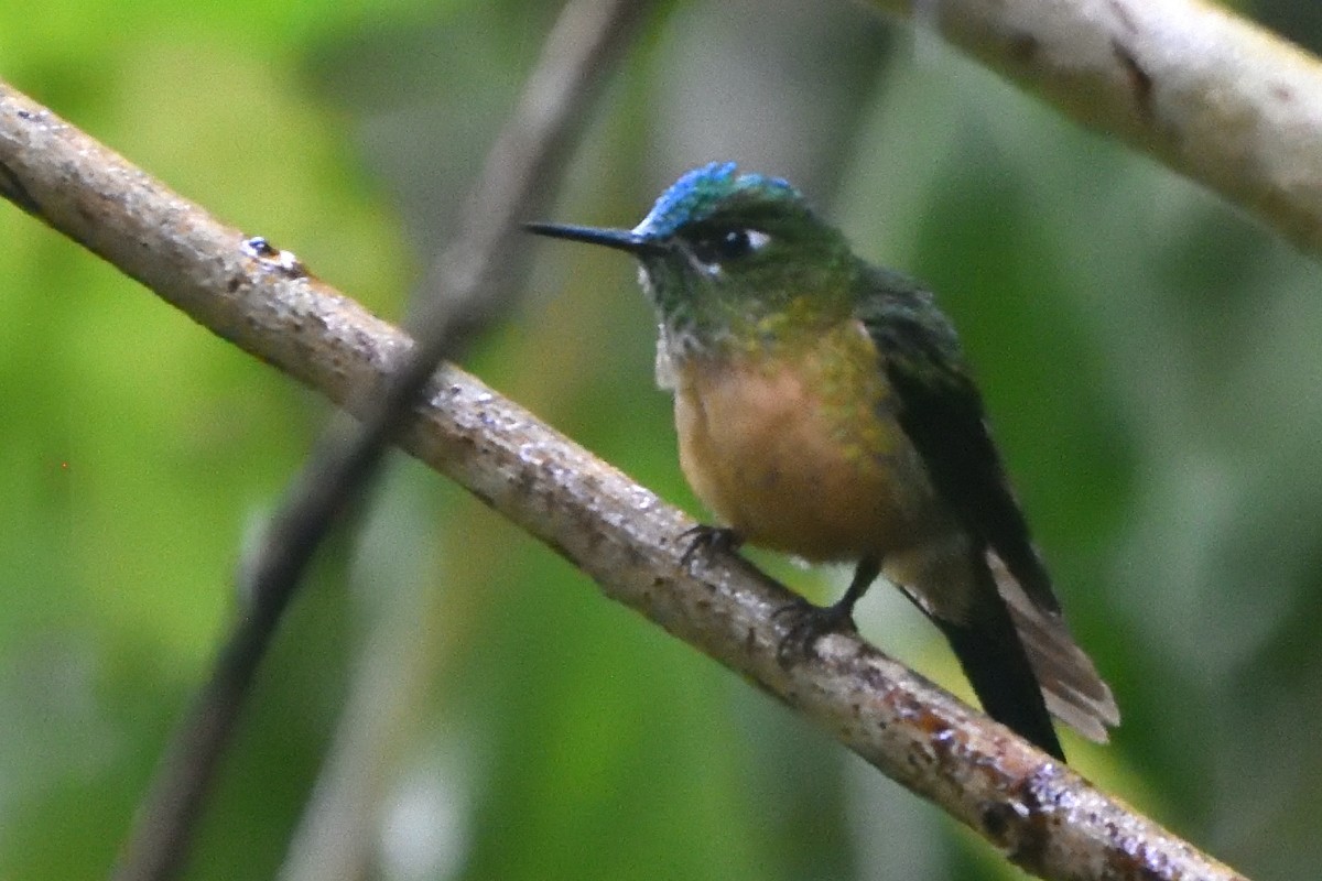 Long-tailed Sylph - ML645235078