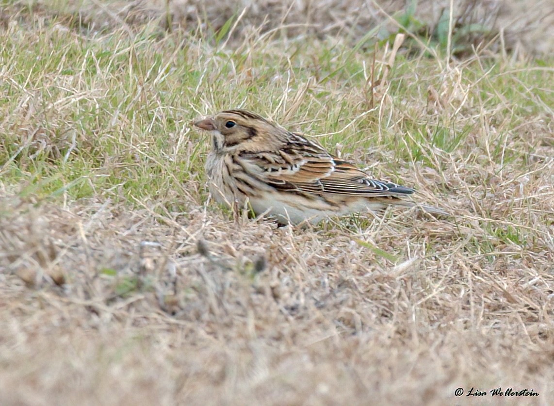 Lapland Longspur - ML645235080