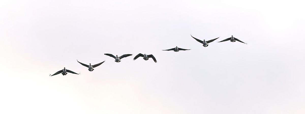 Canada Goose - ML645235085