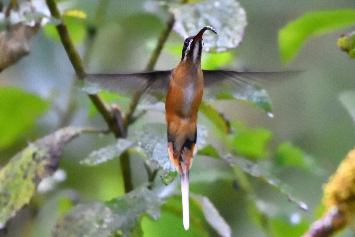 kolibřík dlouhoocasý - ML645235107