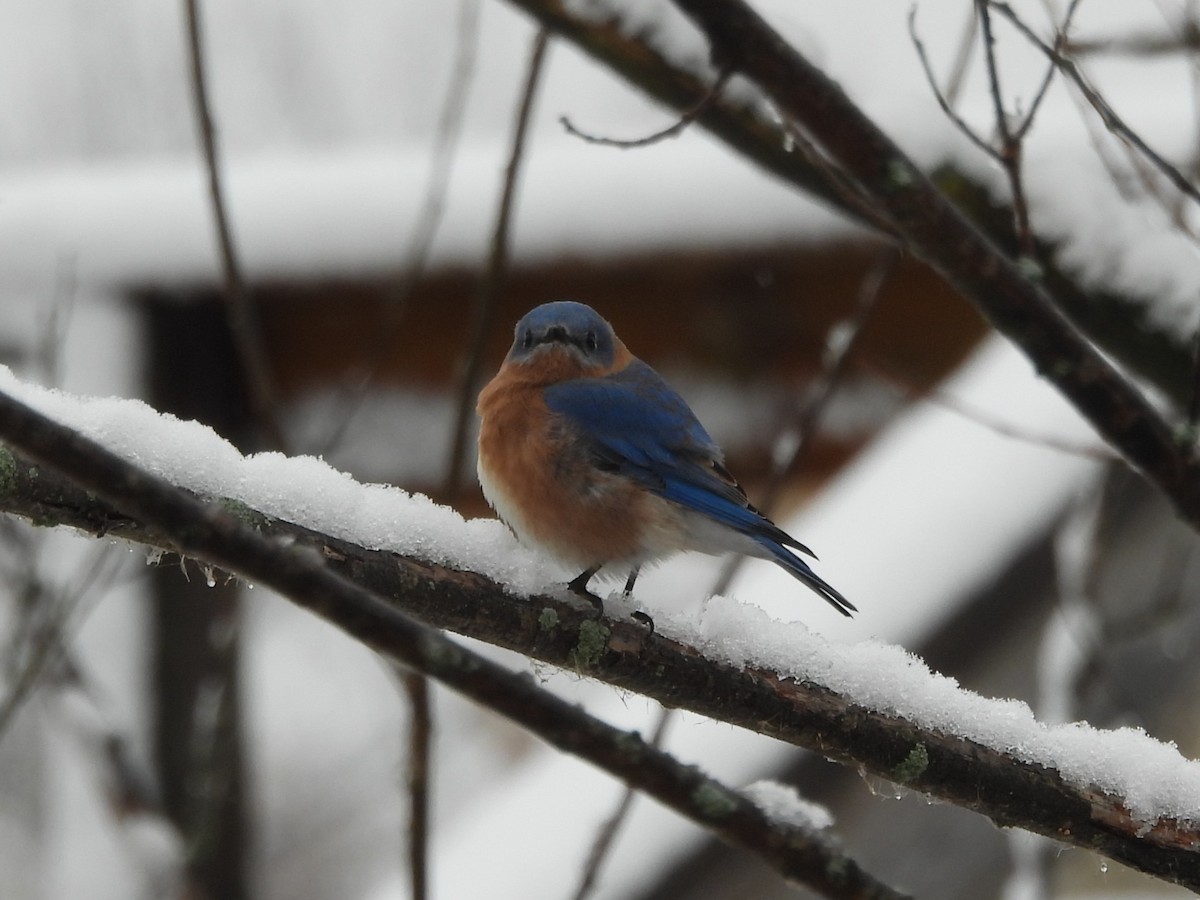 Блакитник східний - ML645235128