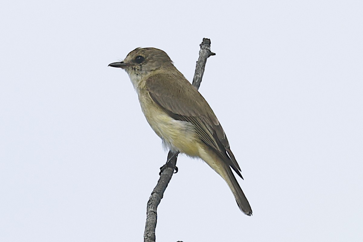 Lemon-bellied Flyrobin - ML645235145