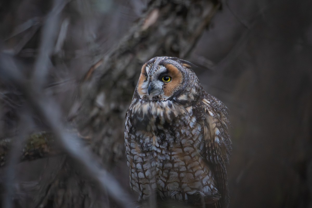 Hibou moyen-duc - ML645235155