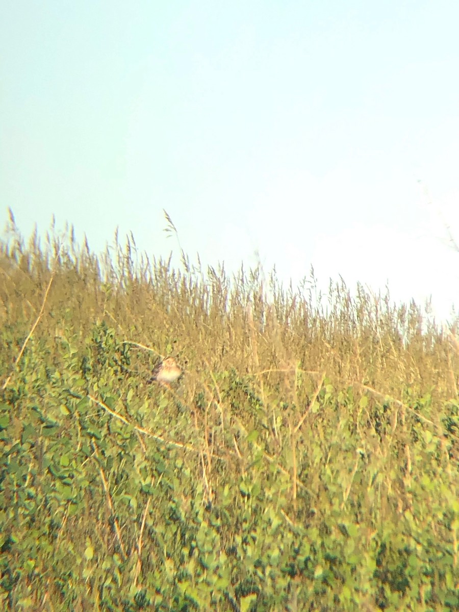 Baird's Sparrow - ML645235157