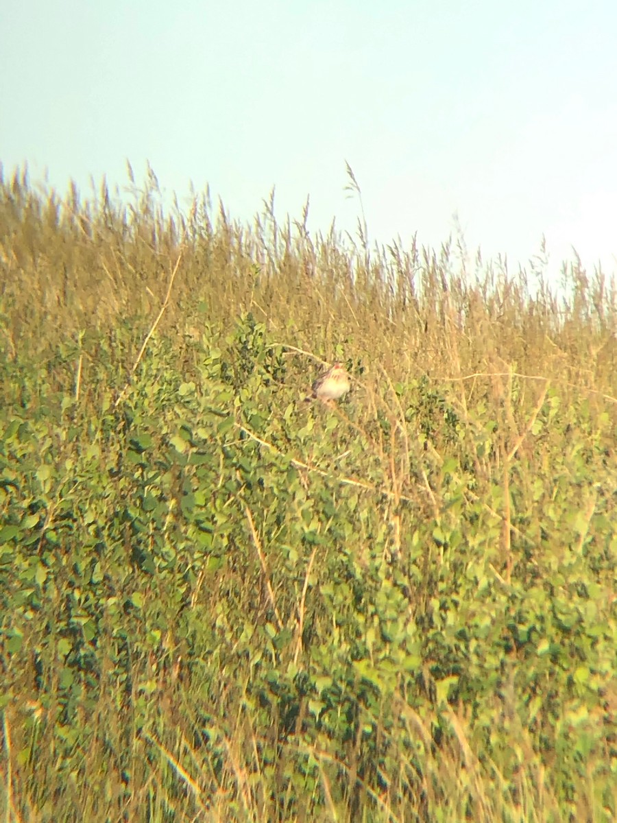 Baird's Sparrow - ML645235158