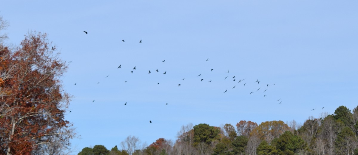 Balıkçı Karga - ML645235159