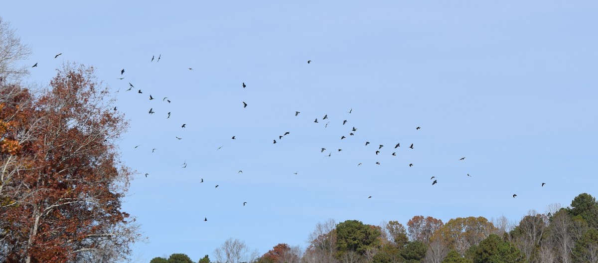 Balıkçı Karga - ML645235161