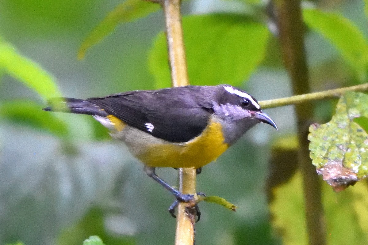 Bananaquit - ML645235162
