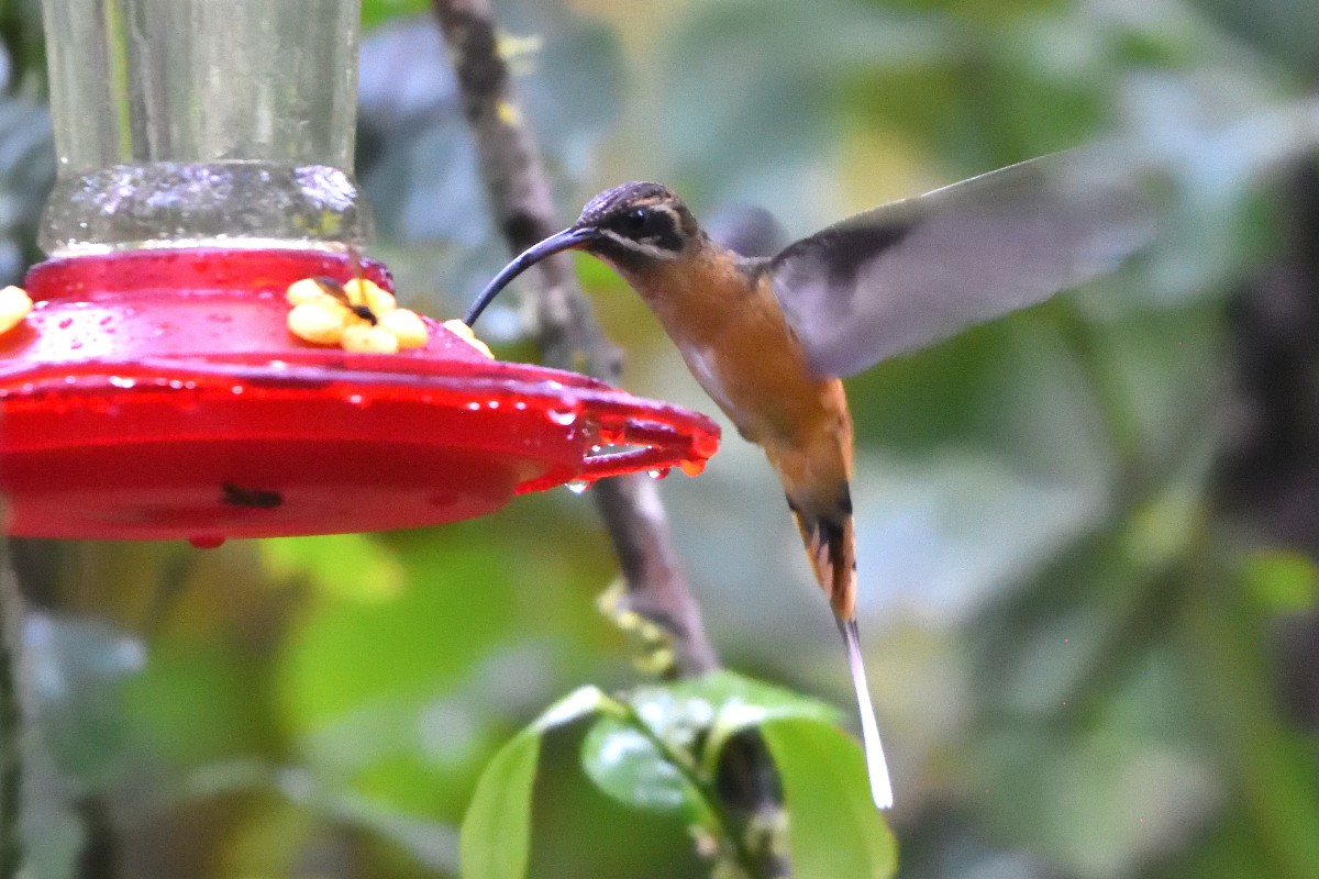 kolibřík dlouhoocasý - ML645235168