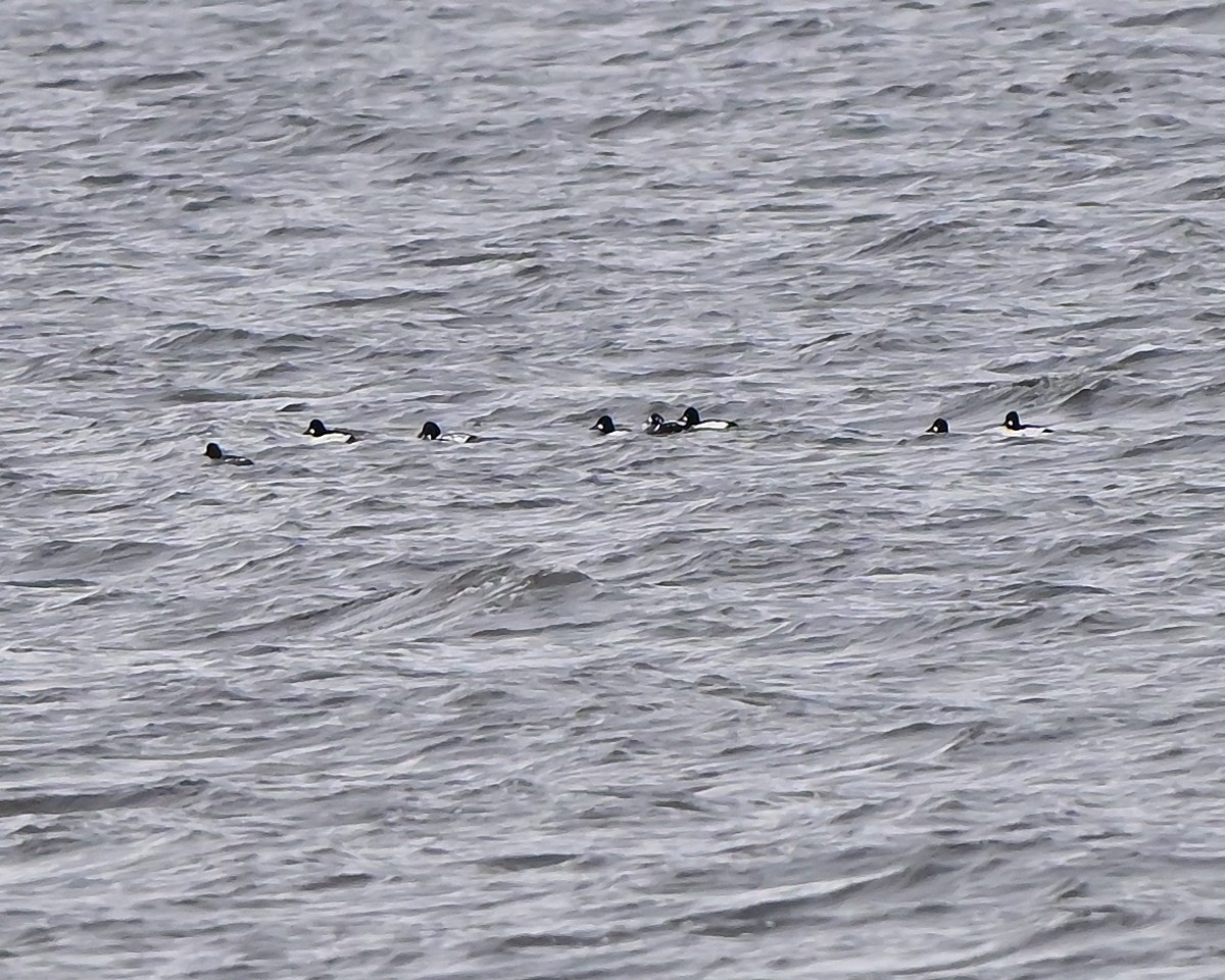 Harlequin Duck - ML645235202