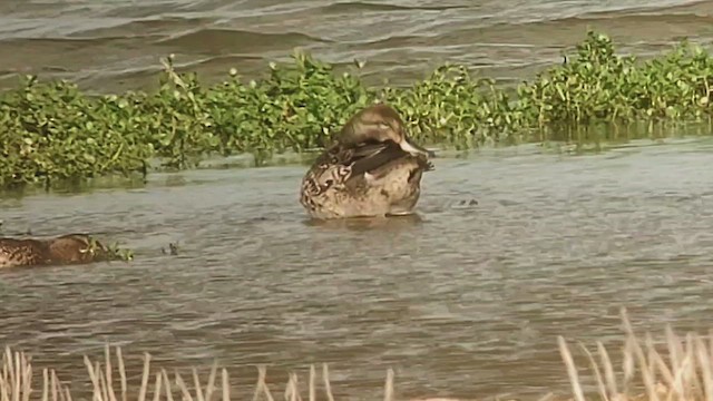 Green-winged Teal - ML645235216