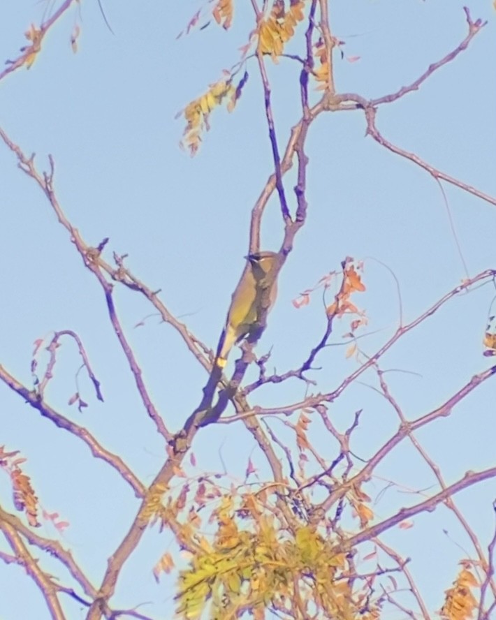 Cedar Waxwing - ML645235217