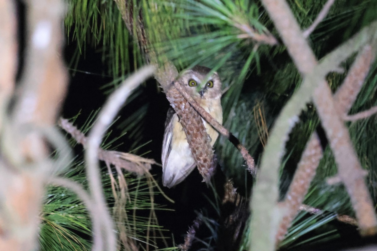 Unspotted Saw-whet Owl - ML645235218