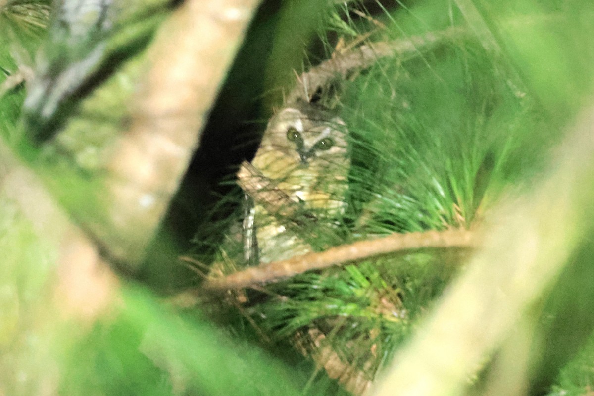 Unspotted Saw-whet Owl - ML645235219