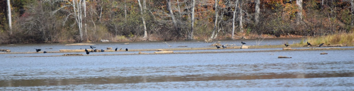 Balıkçı Karga - ML645235220