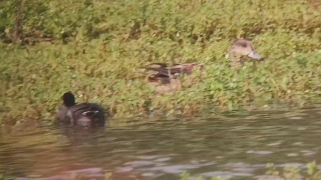 American Wigeon - ML645235221