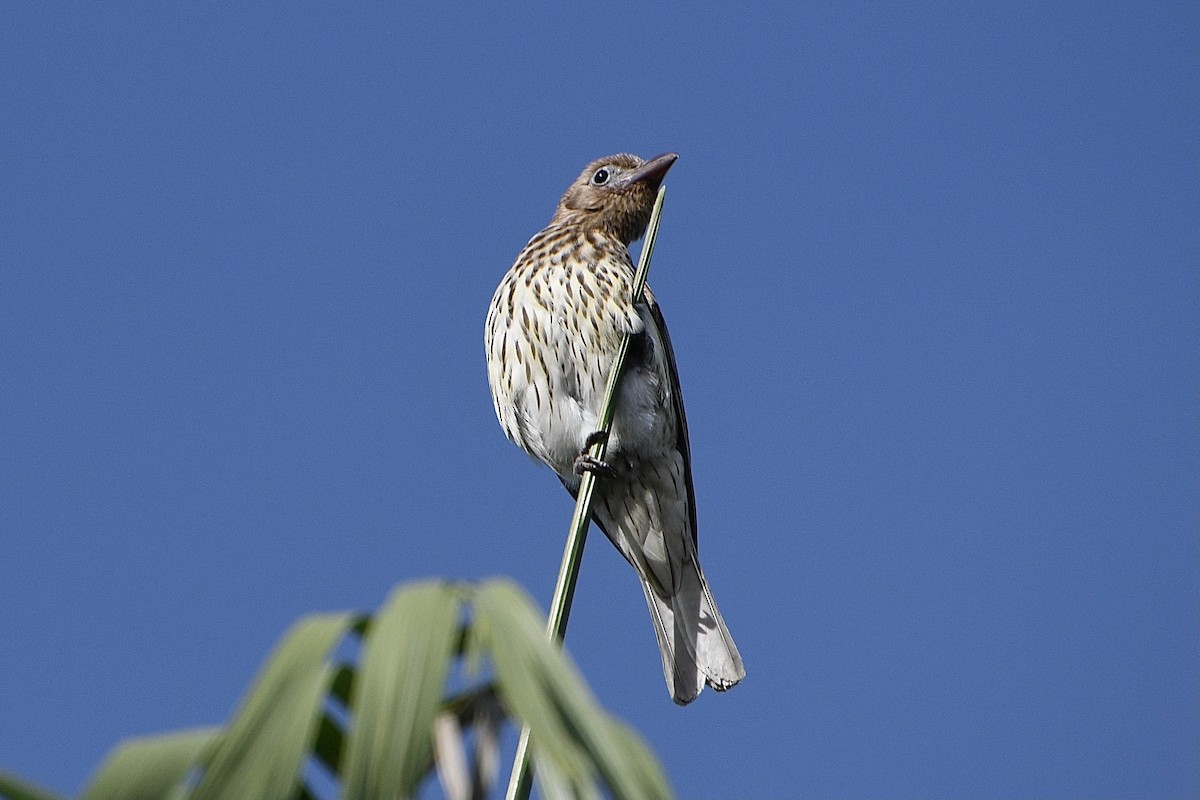 Australasian Figbird - ML645235232