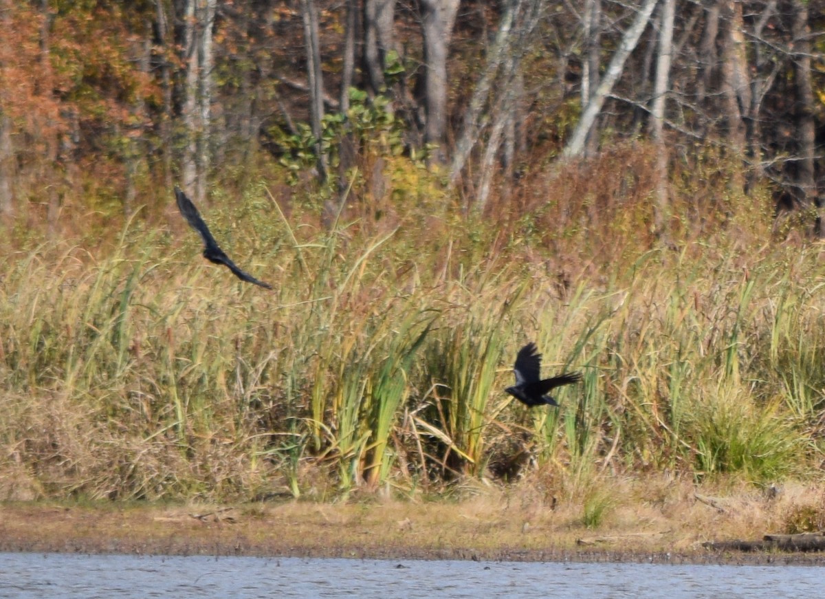 Balıkçı Karga - ML645235233