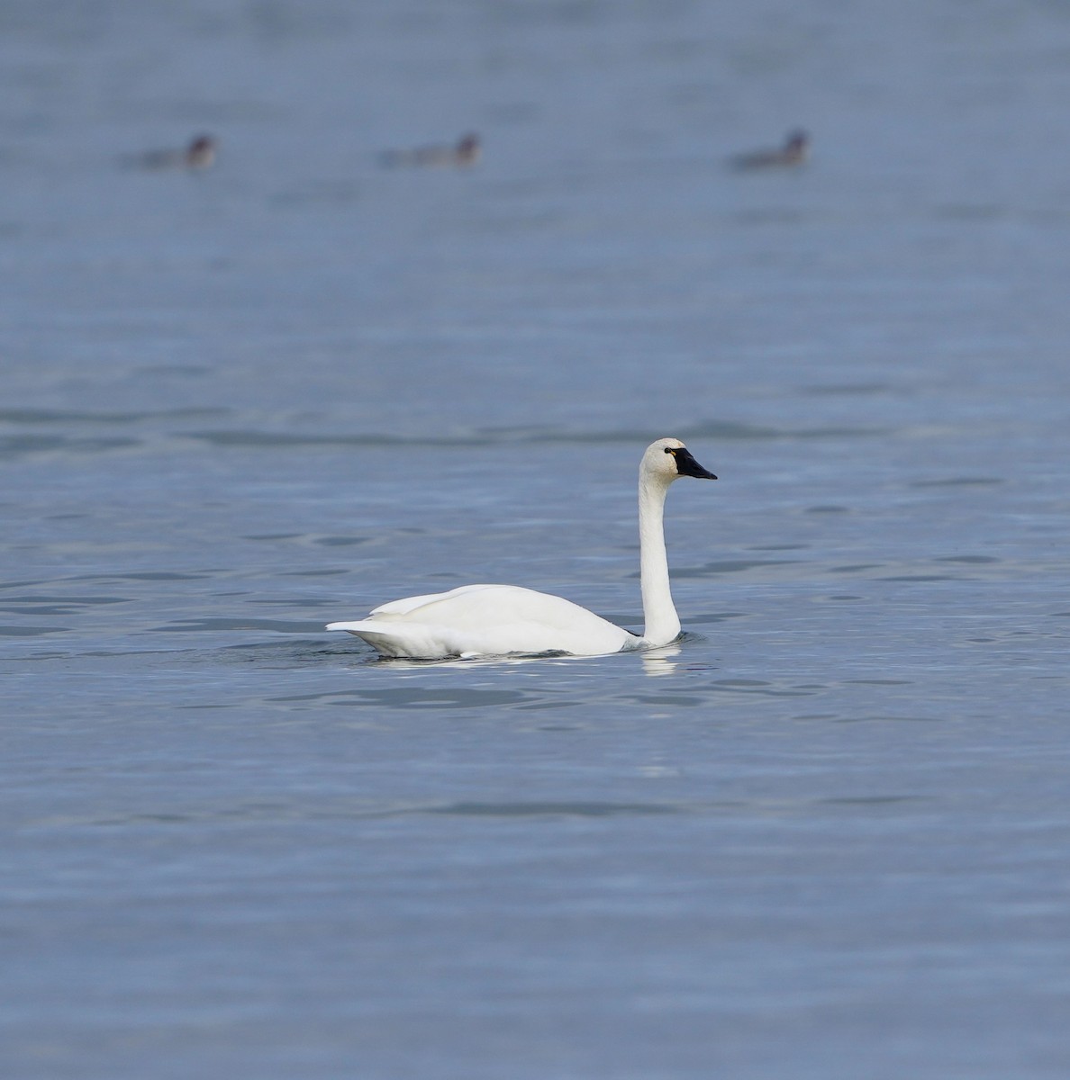 Tundra Swan - ML645235237