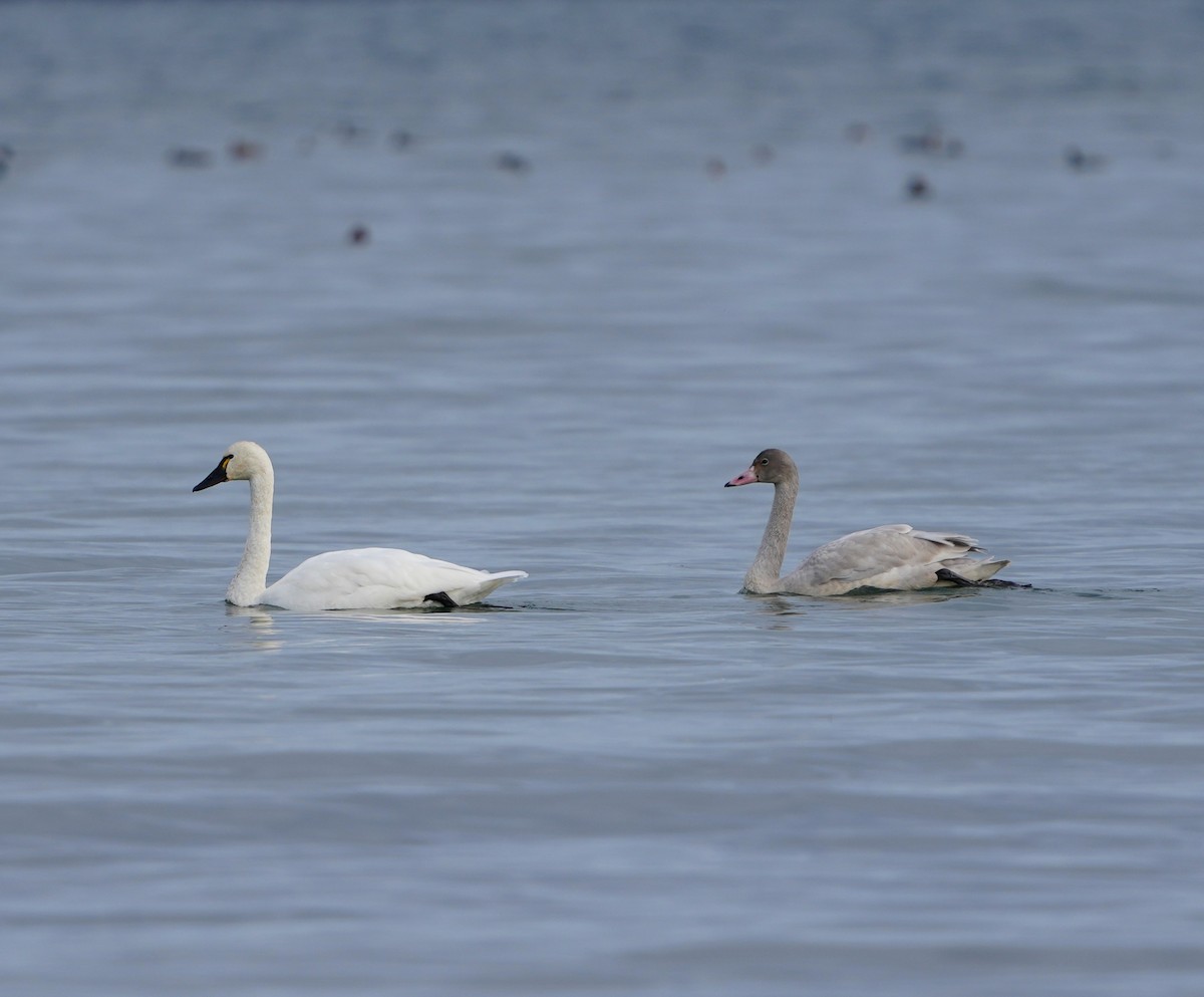 Tundra Swan - ML645235238