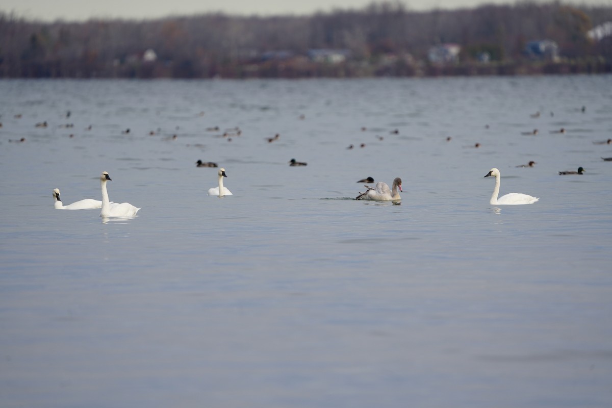 Tundra Swan - ML645235239