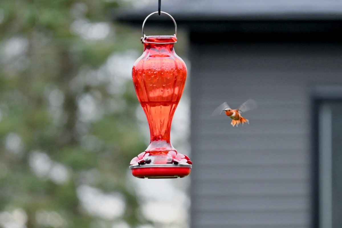 Rufous Hummingbird - ML645235240