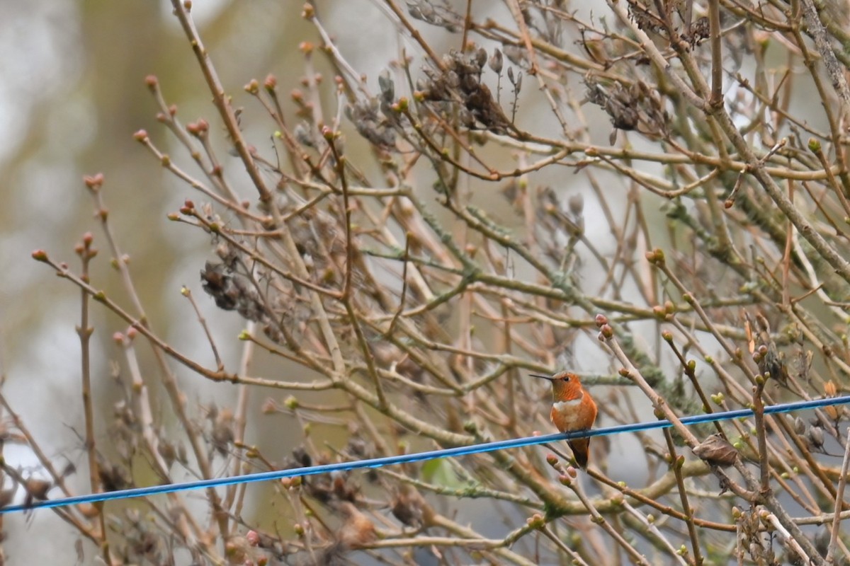 Rufous Hummingbird - ML645235241