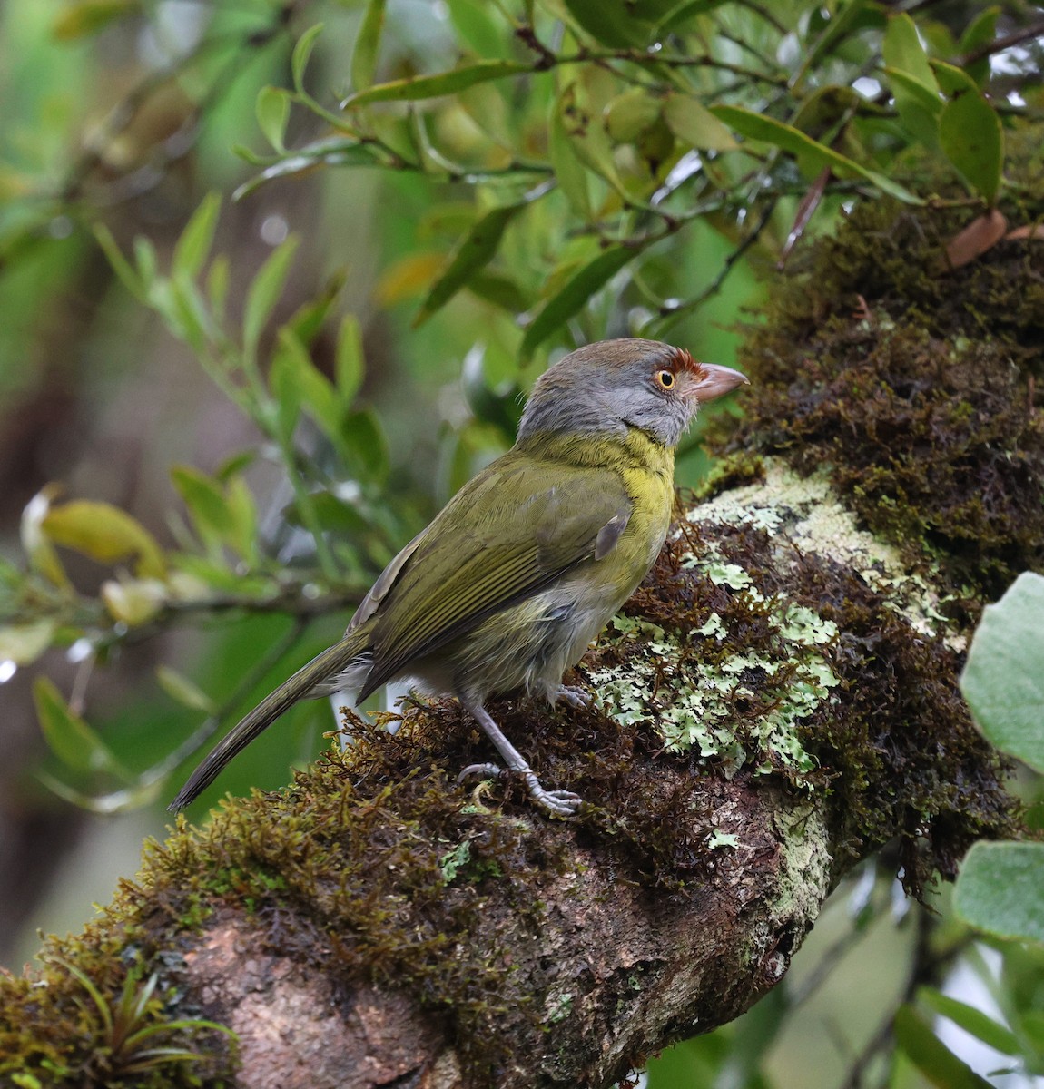 Віреон рудобровий - ML645235250