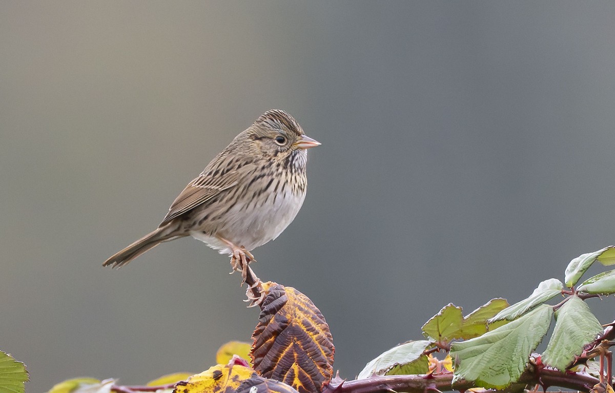 Lincoln's Sparrow - ML645235257