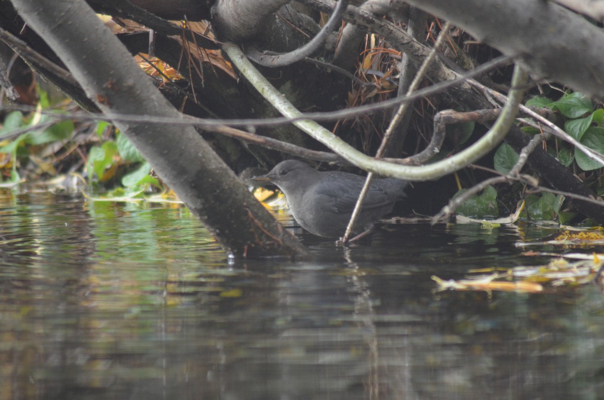 gråfossekall - ML645235278