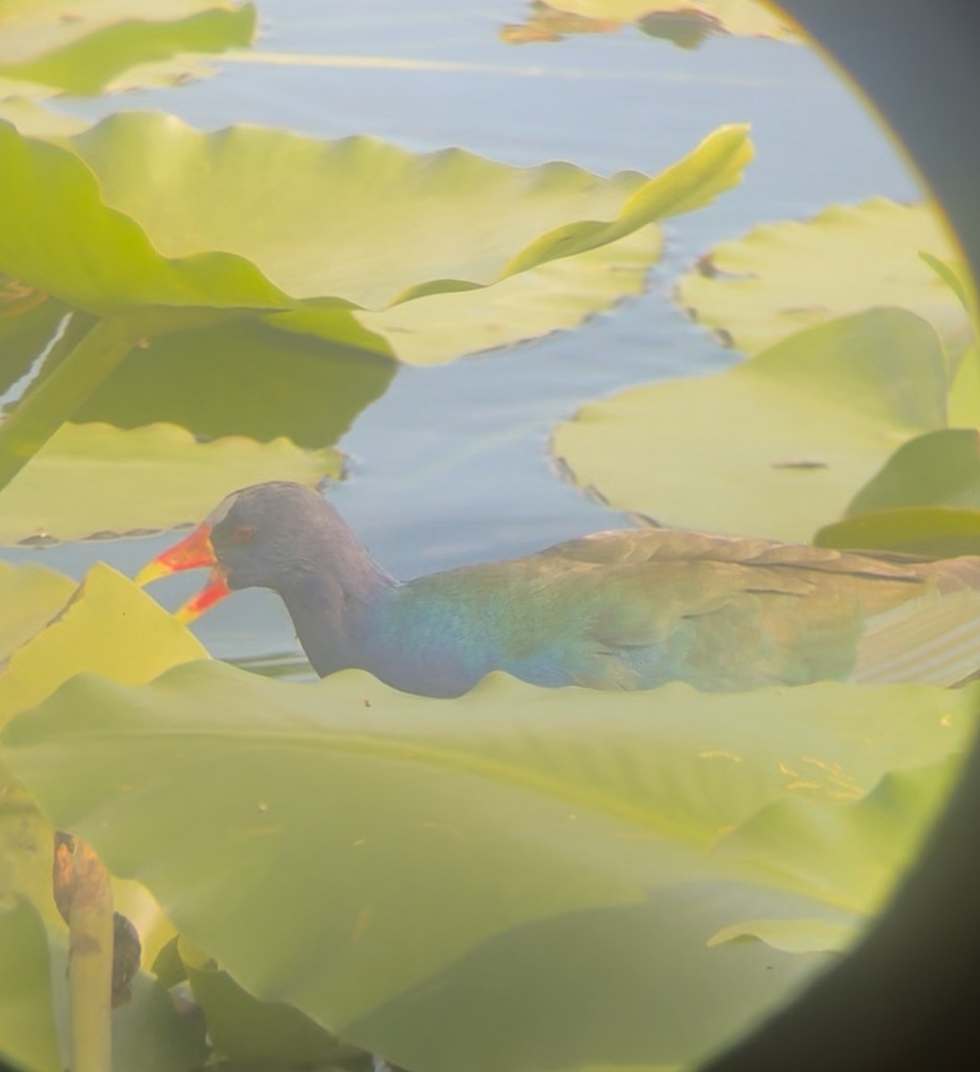 Малая султанка - ML645235279